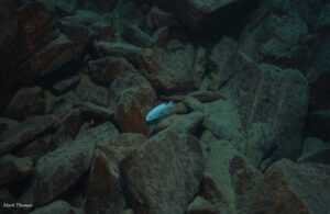 Metriaclima estherae 'Gome Rock'